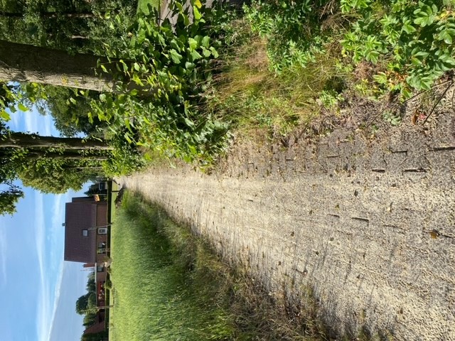 Radweg in Papenburg. Zum einen im unsglichen Allgemeinzustand, zum anderen zugewachsen! 